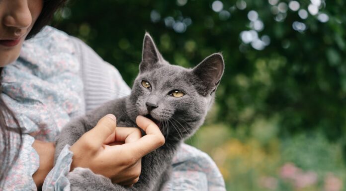 9 Heartwarming Moments Between Pets and Their Parents
