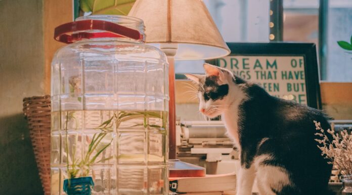 Ever Seen Kittens in a Bookstore? Here, You Can Even Adopt Them!