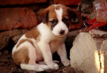 You Won’t Believe How This Rescued Puppy Expresses His Love