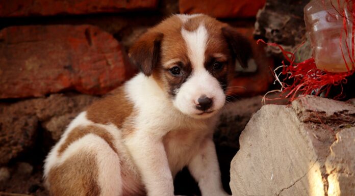 You Won’t Believe How This Rescued Puppy Expresses His Love
