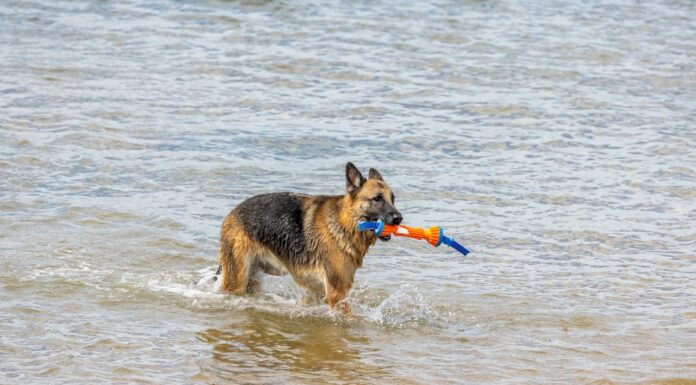 Dog Goes Missing in the Pacific, Comes Back Alive!