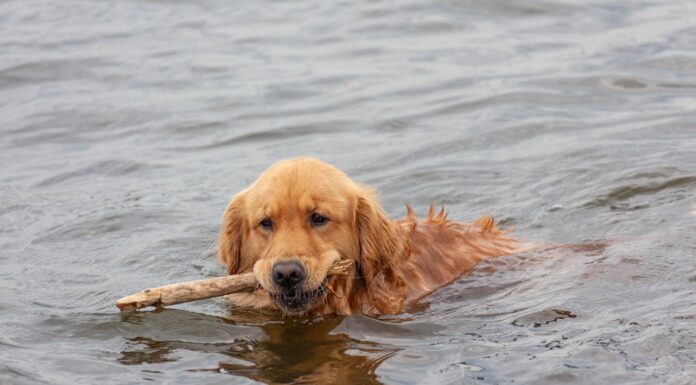 Who Needs a Superhero? This Golden Retriever Saved a Stray Kitten!