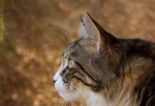 Can You Imagine? A House Cat and a Lynx Are Inseparable Friends