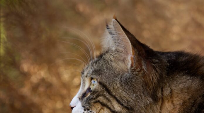 Can You Imagine? A House Cat and a Lynx Are Inseparable Friends