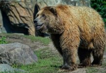 23 Years of Love: The Bear Who Lived with a Family