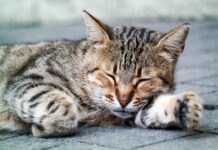 You Won’t Believe Who Baby the Cat Is Hanging Out With!