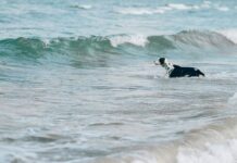 A Baby Dolphin Was in Trouble—Then This Dog Stepped In