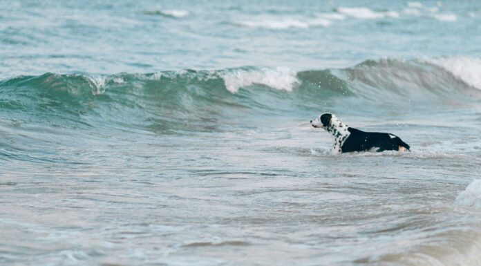 A Baby Dolphin Was in Trouble—Then This Dog Stepped In