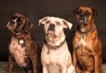 Meet the Puppy Who Just Can’t Take a Serious Group Photo