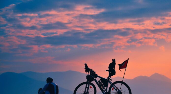 Stray Cat Becomes Cyclist’s Travel Buddy on Epic World Tour