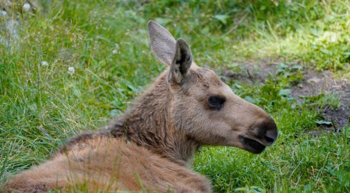 A Moose Family’s Surprise Adventure in a Home Garden