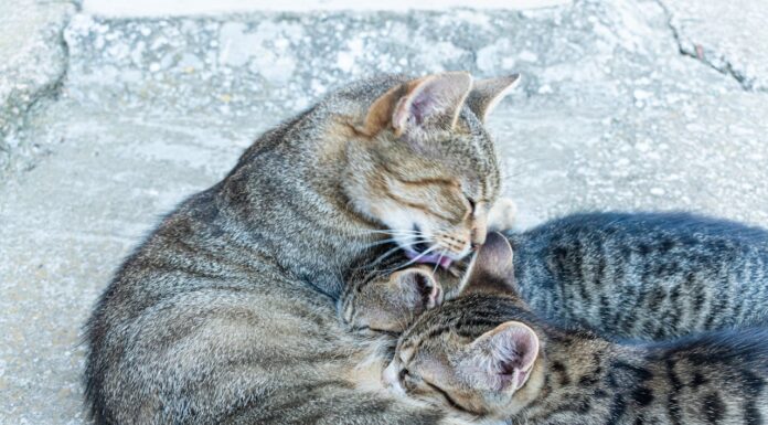 She Helped a Cat, and It Came Back With an Adorable Surprise!