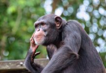 Who Knew? A Gorilla and Chimp Sharing a Beautiful Friendship