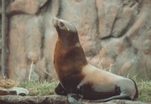 31st Birthday Bash: Gray Seal Gets an Ice Fish Cake!