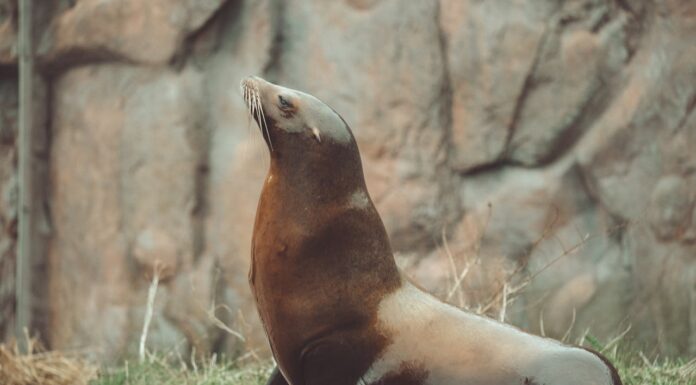 31st Birthday Bash: Gray Seal Gets an Ice Fish Cake!