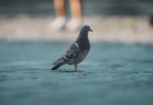 Unlikely Friends: A Pigeon and a Chihuahua Prove Love Knows No Limits