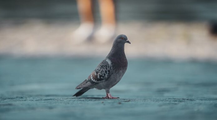 Unlikely Friends: A Pigeon and a Chihuahua Prove Love Knows No Limits
