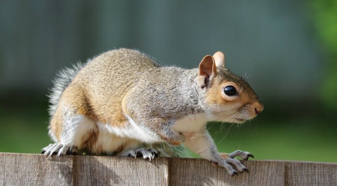 Who Knew a Lion and a Squirrel Could Be This Adorable Together?