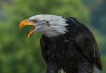 What Happens When a Bald Eagle Adopts a Baby Hawk?