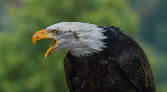 What Happens When a Bald Eagle Adopts a Baby Hawk?