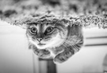 9 Cats Living the Dream Life, and They Know It