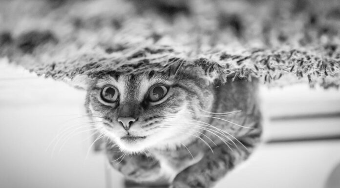 9 Cats Living the Dream Life, and They Know It