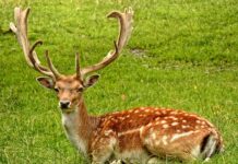 An Unlikely Duo: Lost Husky and a Deer Become Friends