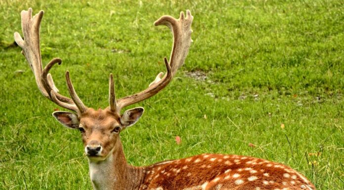An Unlikely Duo: Lost Husky and a Deer Become Friends