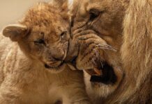 A Lion Cub’s First-Ever Dad Encounter—Too Cute to Miss!