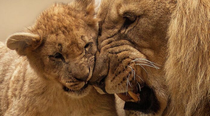 A Lion Cub’s First-Ever Dad Encounter—Too Cute to Miss!