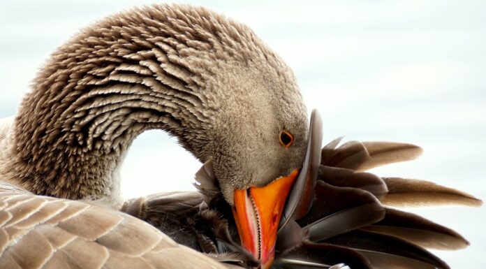 Proof Love Knows No Species: Goose Mothers Puppy