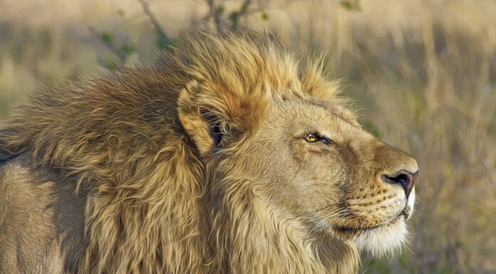 Forget Dogs and Cats—This Guy Cuddles Lions and Tigers!
