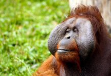 Single Dad Orangutan Takes Over Parenting Duties After Mom Passes Away