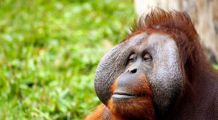 Single Dad Orangutan Takes Over Parenting Duties After Mom Passes Away