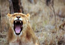 Ever Seen a Lioness Put a Male in Check? Now You Do!