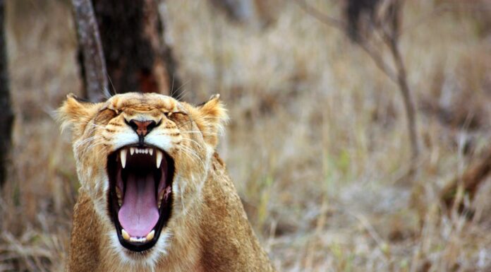 Ever Seen a Lioness Put a Male in Check? Now You Do!