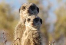 These Heartwarming Meerkat Photos by a Japanese Photographer Are Pure Joy!