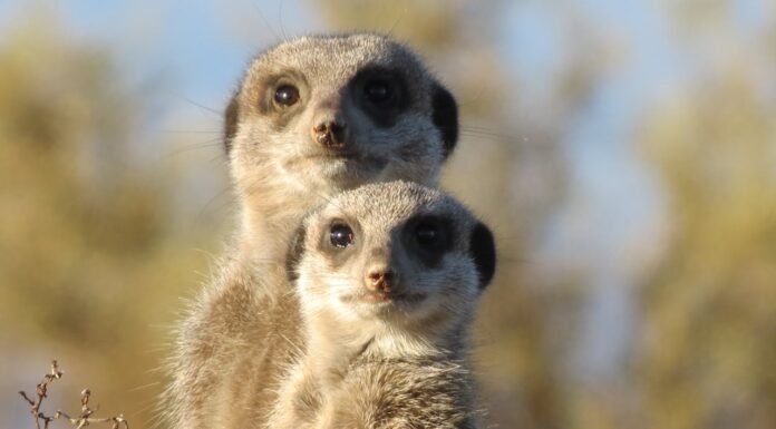 These Heartwarming Meerkat Photos by a Japanese Photographer Are Pure Joy!