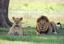 Lioness Steps In to Save Injured Fox from Becoming Lion’s Dinner