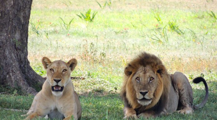 Lioness Steps In to Save Injured Fox from Becoming Lion’s Dinner