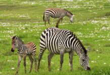 Tira, the Unique Baby Zebra with Dots Instead of Stripes