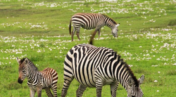 Tira, the Unique Baby Zebra with Dots Instead of Stripes