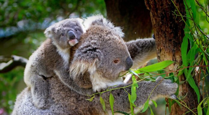 When Love Meets Surgery: Baby Koala Hugs Mom