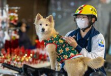 A Dog’s Surprise Labor at Tampa Airport Had Everyone in Awe