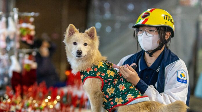 A Dog’s Surprise Labor at Tampa Airport Had Everyone in Awe