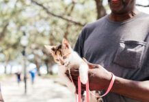Would You Do This? Man Hand Feeds a Kitten on the Subway