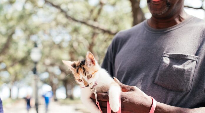 Would You Do This? Man Hand Feeds a Kitten on the Subway