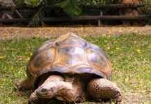 This 100-Year-Old Tortoise Made History by Saving His Species