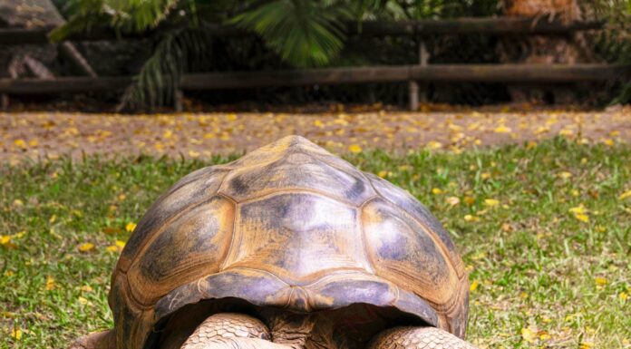 This 100-Year-Old Tortoise Made History by Saving His Species