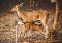 Why Did This Mama Deer Bring Her Fawns to a Dog?